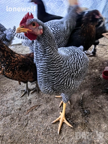 Млади петлета от породата Амрок