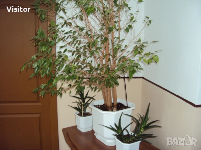  Sony Cyber-shot DSC-W180 10.1MPx, снимка 16 - Фотоапарати - 52676616