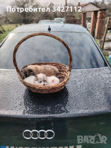 Померански шпиц, снимка 7 - Померан - 52670369