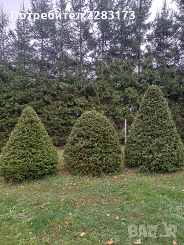 Смърч топиран, снимка 3 - Градински цветя и растения - 52305811