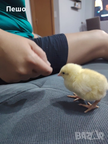 пилета,кокошки яйца 