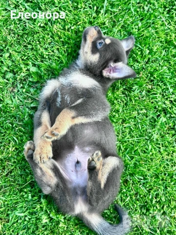 Уникално Мъжко Чихуахуа Синьо с кафяво, снимка 3 - Чихуахуа - 54225094