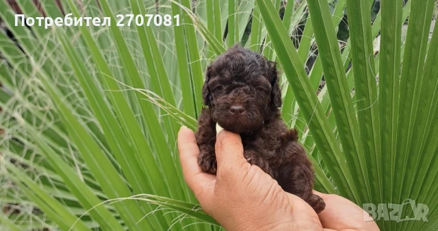 Шоколадови Пудели, снимка 4 - Пудели - 51360640