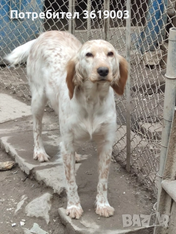 Английски сетер , снимка 3 - Английски сетери - 53198146
