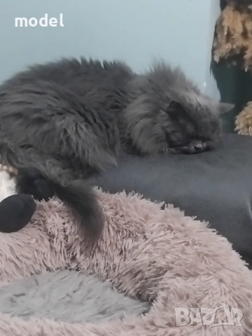 Дамаски за Мебели за Домашни Любимци – Анти-надраскване, снимка 2 - Платове и дамаски - 53399789