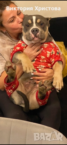 Американско Були покет, снимка 4 - Други - 52839127