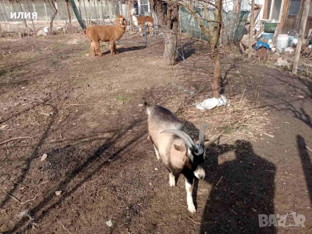 Продавам мини пръчле на 1г. 