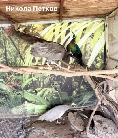  Пауни опал, снимка 5 - други­ - 52296243