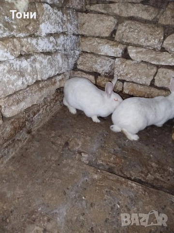 Продавам зайци Цика., снимка 2 - Други - 54300233