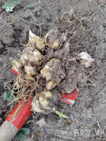 лилиум, снимка 14 - Сортови семена и луковици - 51558756