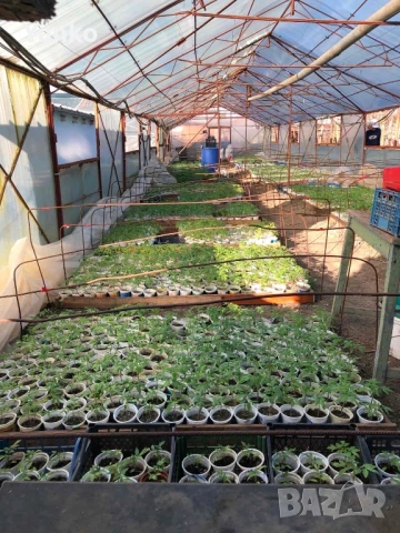 Продавам раздад за домати и краставици, снимка 2 - Разсади - 54048617