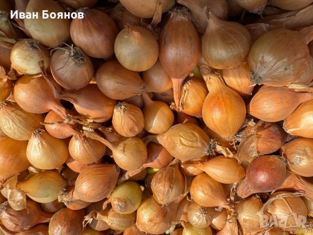 Арпаджик-сорт Щутгарт