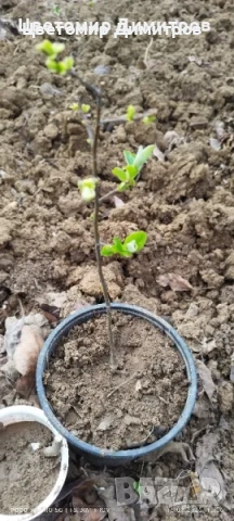 Растения в контейнер - бяла върба, нар, текома, люляк, праскова, къпини без бодли, дюля, снимка 7 - Градински цветя и растения - 49450739