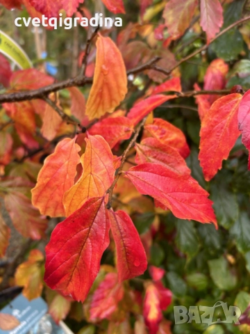 Parrotia persica – Персийско желязно дърво, снимка 2 - Градински цветя и растения - 52827105
