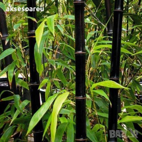 100 бр. бамбукови семена - Phyllostachys nigra - Издръжлив рядък вид вечнозелен черен бамбук, снимка 8 - Сортови семена и луковици - 46470712