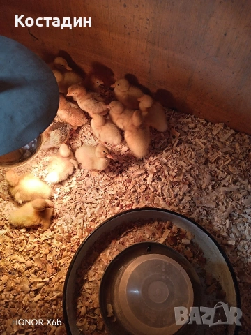 Пекински патета , снимка 3 - Патици и гъски - 53810382