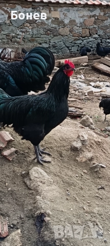 Петли Австролорп