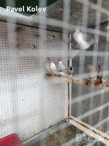 Различни видове птици на добри цени , снимка 15 - За птици - 51362622