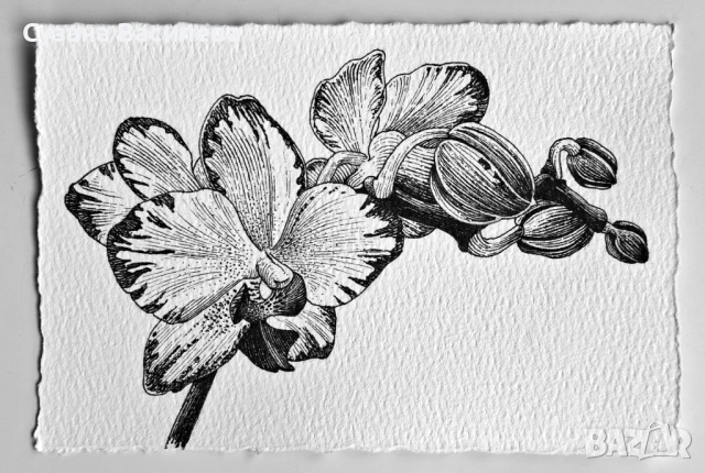 Нежни графични рисунки на цветя – ръчна изработка