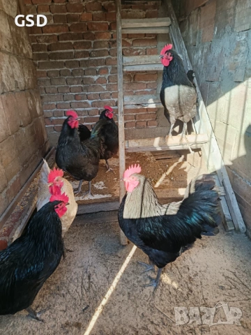 петли австралорп, снимка 2 - Кокошки и пуйки - 53290229