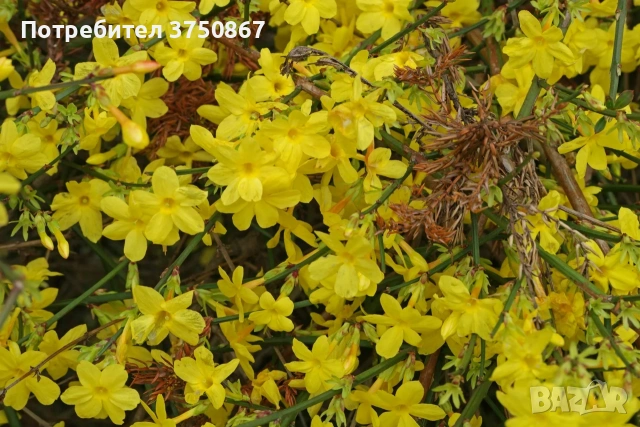 🌿💛🌱 Храстовиден жасмин (Jasminum fruticans), снимка 2 - Градински цветя и растения - 53118418