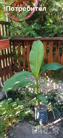 Бананови палми , снимка 3 - Градински цветя и растения - 37825533