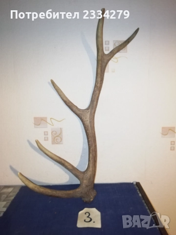 Рога, ловна сбирщина от 70-80те години, снимка 7 - Колекции - 52583206