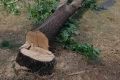 Предлагам дърва, дървен материал, дървета за сеч, снимка 1 - Дърва за огрев - 45408369