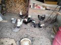 Холандска качулата (холандки), снимка 1 - Кокошки и пуйки - 45697010
