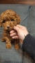 пуделчета той/ момче и момиче/toy poodle, снимка 7
