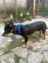 Продавам мъжки пинчер, снимка 2