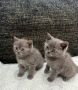 Британски късокосмести котки, снимка 13