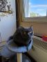 Британска късокосместа женска котка, снимка 1 - Британска късокосместа - 45608405