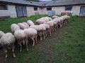 Продавам ялови овце, снимка 4