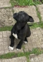 Cane Corso , снимка 4