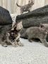 Британски късокосмести котки, снимка 10