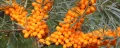 Облепиха (Hippophae), снимка 6
