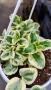 Кошница с вариегатна Винка, Vinca major Variegata, снимка 1