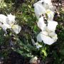 Бял Ирис, снимка 1 - Градински цветя и растения - 45288675