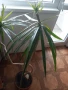 Палма драцена , снимка 2