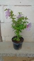 hibiscus syriacus дървовидна ружа , снимка 3