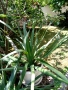 Студоустойчива палма Юка,дворна, снимка 5