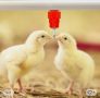 Продавам пойлки за пилета,кокошки и д-р.животни, снимка 8