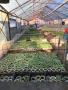 Продавам раздад за домати и краставици, снимка 2