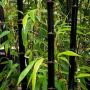 100 бр. бамбукови семена - Phyllostachys nigra - Издръжлив рядък вид вечнозелен черен бамбук, снимка 8