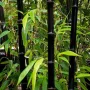 100 бр. висококачествени семена от черен бамбук - Phyllostachys nigra - Hardy Rare Privacy редки бам, снимка 18