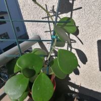 Хоя Керри ,голямо растение , снимка 3 - Стайни растения - 45180002