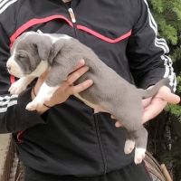 American Bully XL/Американско Були ХЛ , снимка 15 - Питбул - 45359291