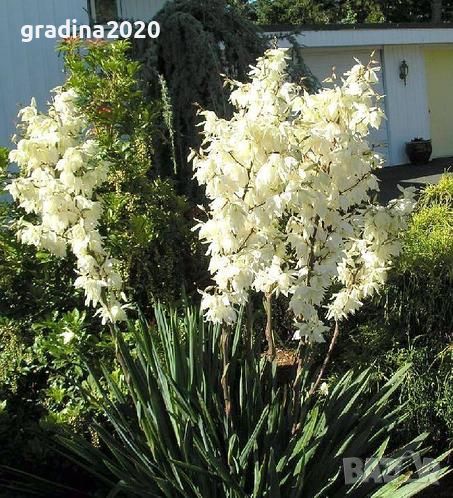 Юка (Yucca)  , снимка 1