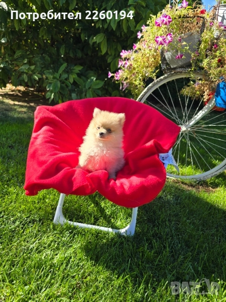 Померан, снимка 1